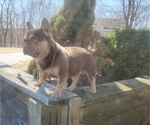 Small #1 French Bulldog