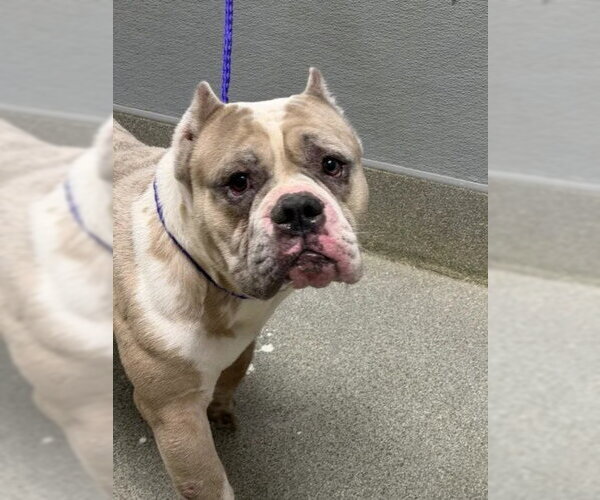 Medium Photo #1 Bulldog-Unknown Mix Puppy For Sale in Las Vegas, NV, USA