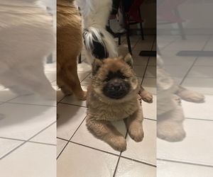 Chow Chow Puppy for sale in BRISTOL, CT, USA