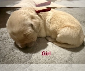 Medium Golden Retriever