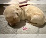 Puppy Burgundy Golden Retriever
