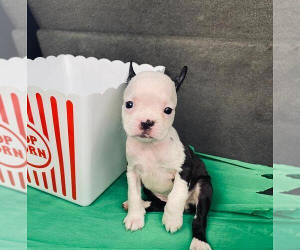 Medium Photo #2 Boston Terrier Puppy For Sale in EL PASO, TX, USA