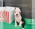 Small Photo #2 Boston Terrier Puppy For Sale in EL PASO, TX, USA