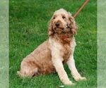 Small Photo #1 Goldendoodle (Miniature) Puppy For Sale in RONKS, PA, USA