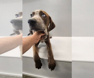 Ra Paws : Rafe (Otter) - Male Australian Shepherd-Redbone Coonhound Mix Dog for Adoption - Photo #4