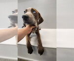 Small Photo #4 Australian Shepherd-Redbone Coonhound Mix Puppy For Sale in Aurora, IN, USA