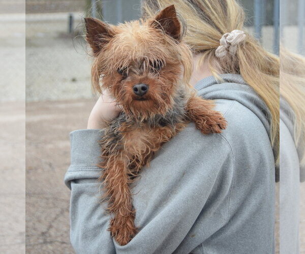 Medium Photo #4 Mutt Puppy For Sale in Huntley, IL, USA