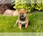 Small Photo #13 Shiba Inu Puppy For Sale in MILLERSBURG, IN, USA