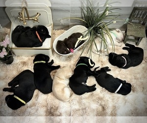 Labrador Retriever Litter for sale in OCOEE, FL, USA