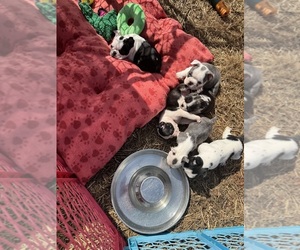 Faux Frenchbo Bulldog Puppy for sale in MOUNT ORAB, OH, USA