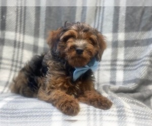 Cocker Spaniel-Poodle (Miniature) Mix Puppy for sale in LAKELAND, FL, USA