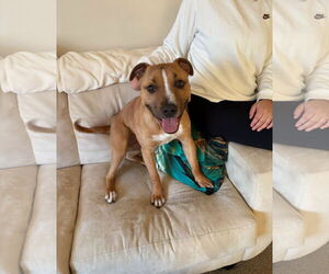 American Pit Bull Terrier-Unknown Mix Dogs for adoption in SHERBURNE, NY, USA