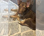Small #1 Australian Shepherd Mix