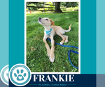 Small #3 Labrador Retriever Mix