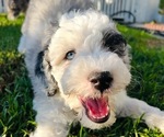 Small #3 Sheepadoodle