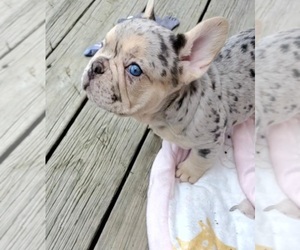 French Bulldog Puppy for sale in BOSTON, KY, USA
