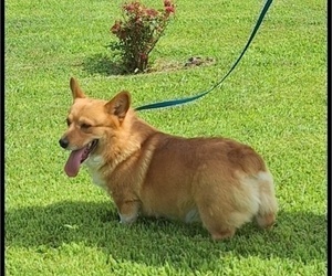 Father of the Pembroke Welsh Corgi puppies born on 02/01/2026