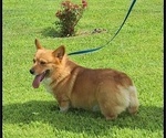 Small Photo #1 Pembroke Welsh Corgi Puppy For Sale in MANSFIELD, MO, USA