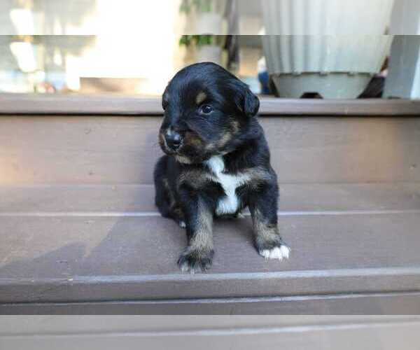 Medium Photo #8 Miniature Australian Shepherd Puppy For Sale in DAWSON, GA, USA
