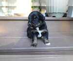 Small #7 Miniature Australian Shepherd