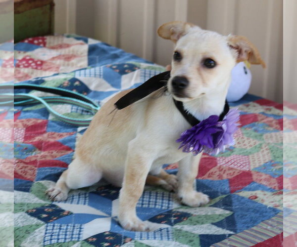 Medium Photo #3 Chihuahua Puppy For Sale in Bandera, TX, USA