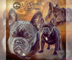 Father of the French Bulldog puppies born on 08/21/2022