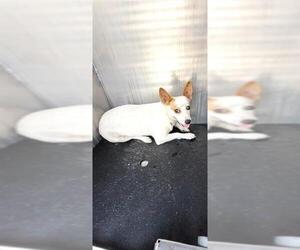 Chihuahua-Unknown Mix Dogs for adoption in San Antonio, TX, USA
