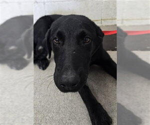 Labrador Retriever Dogs for adoption in San Bernardino, CA, USA