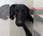 CRAIG - Male Labrador Retriever Dog for Adoption - Small photo