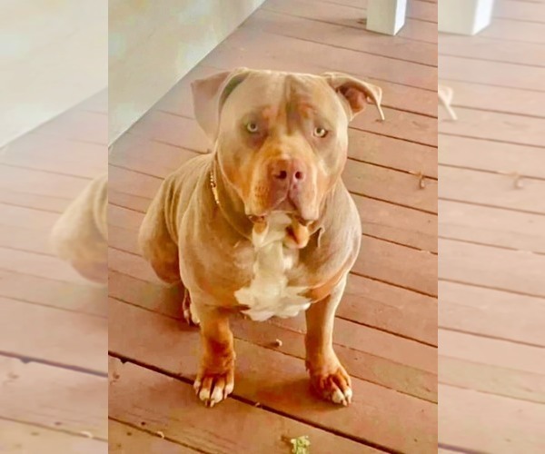 Medium Photo #1 American Staffordshire Terrier Puppy For Sale in TACOMA, WA, USA