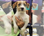 Small Jack Russell Terrier Mix