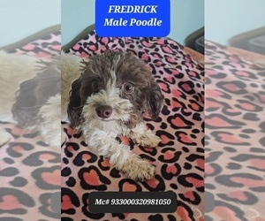 Father of the Poodle (Toy) puppies born on 07/09/2025