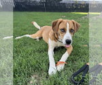 Small #3 Mutt