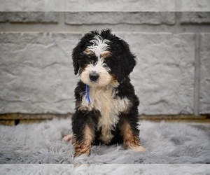 Bernedoodle Puppy for sale in MILLERSBURG, OH, USA