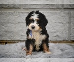 Small Bernedoodle