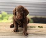 Small #1 Labradoodle