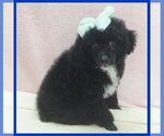King - Male Poodle (Toy) Puppy for Sale - Small photo