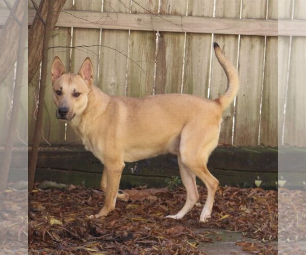 Medium Photo #2 Mutt Puppy For Sale in Jackson, MS, USA