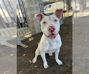 Mutt Dogs for adoption in Riverside, CA, USA