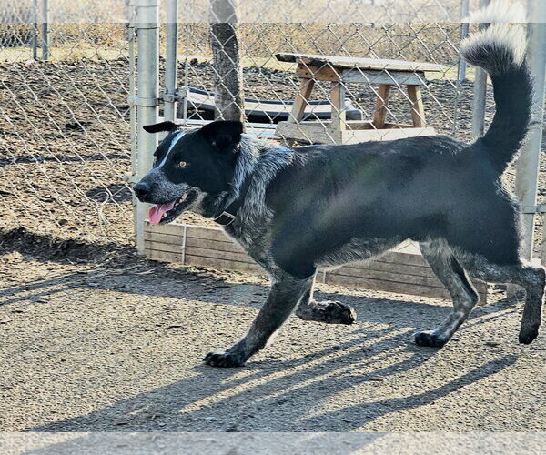 Medium Photo #5 Mutt Puppy For Sale in Bloomingdale, NJ, USA