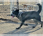 Small #4 Mutt