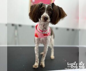 Shih Tzu-Unknown Mix Dogs for adoption in Washington, DC, USA