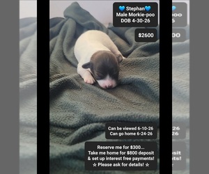 Morkie Poo (Toy) Puppy for sale in TUCSON, AZ, USA