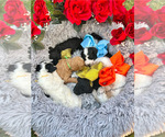 Image preview for Ad Listing. Nickname: Poodles puppies