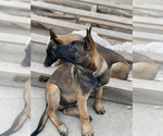 Small Photo #28 Belgian Malinois Puppy For Sale in ONTARIO, CA, USA