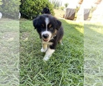 Small Photo #1 Australian Shepherd Puppy For Sale in RIVERSIDE, CA, USA