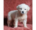 Small Photo #4 Golden Retriever Puppy For Sale in FREDERICKSBG, OH, USA
