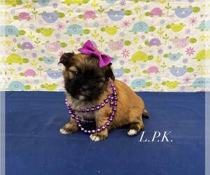 Mal-Shi Puppy for sale in WINNSBORO, LA, USA