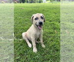 Small #2 Sheprador