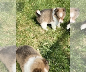 Shetland Sheepdog Puppy for sale in ELMWOOD, IL, USA